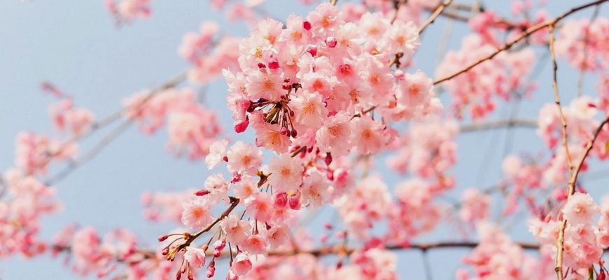 Цветы японской сливы