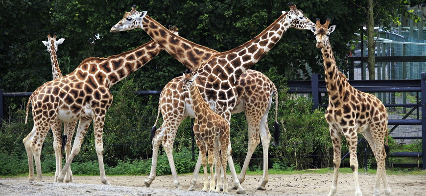 Жирафы, Дублинский зоопарк