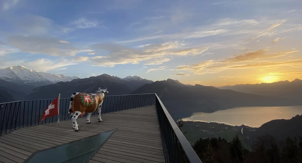 корова и флаг швейцарии на смотровой площадке хардер кульм